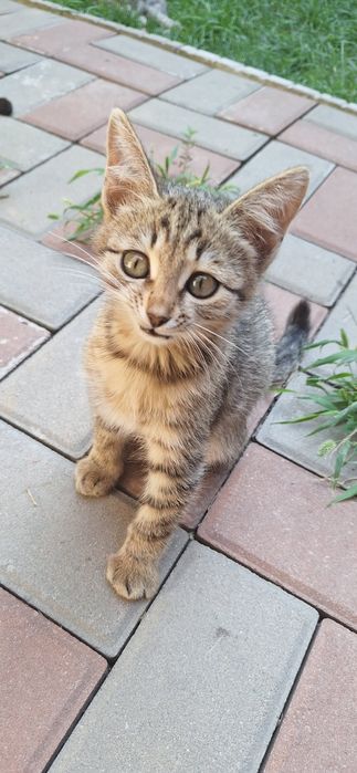 Котёнок ищет дом