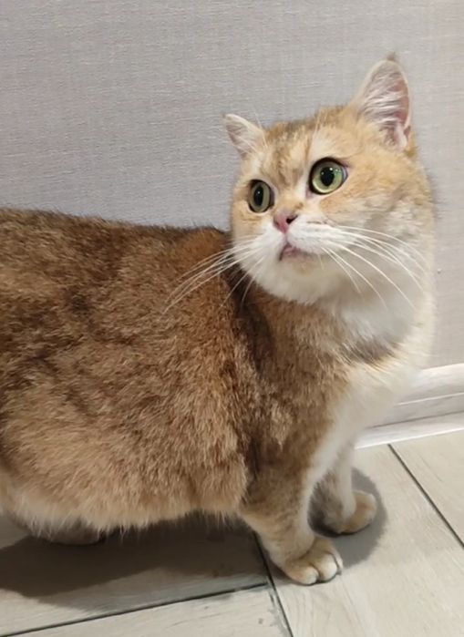 Стерилизованная золотая шиншилла ny25