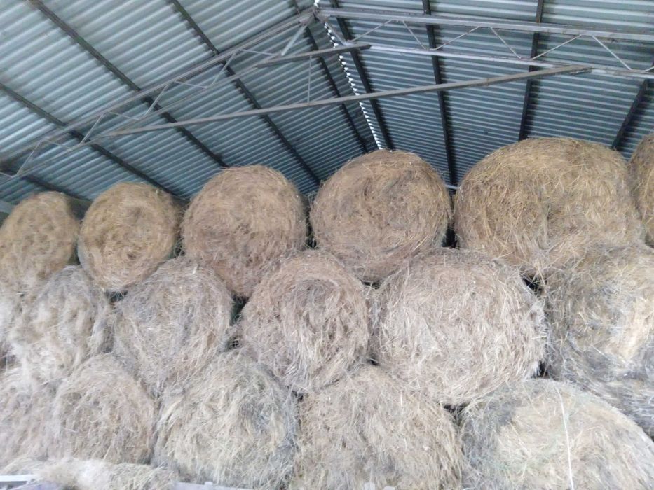 Vand fân, baloti rotunzi ,productie 2025.