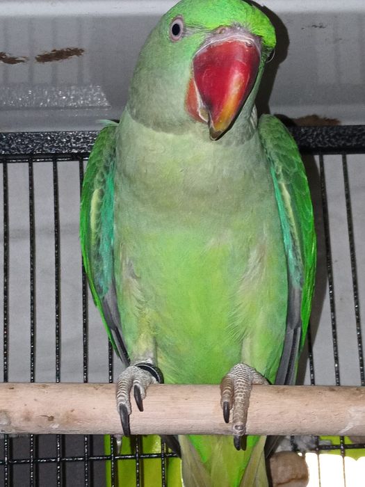 Vand Marele Alexander ,un perus si o nimfa