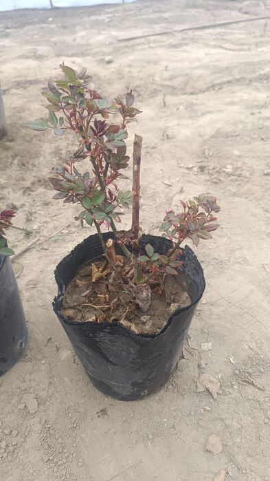 Продаются розы двулетние