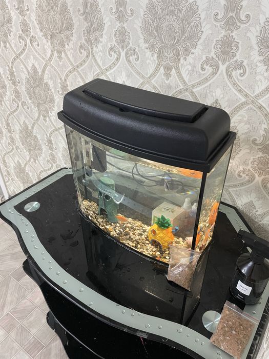 аквариум состоение новая