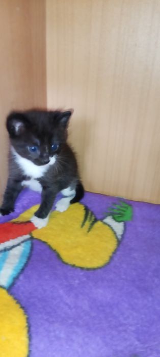 Отдам котят в добрые руки