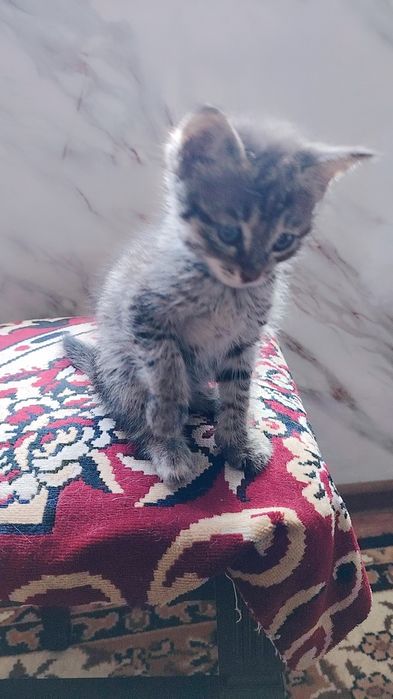 Отдам котёнка в хорошие руки, очень ласковая