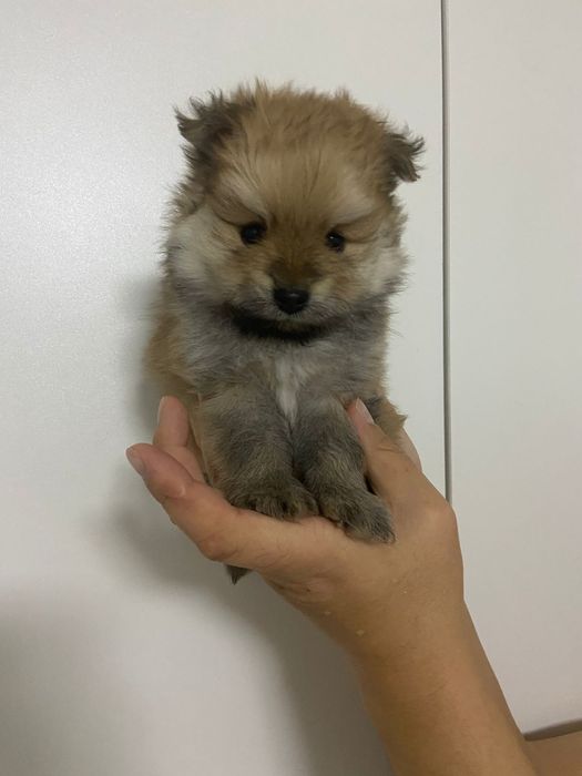 Продам щенков шпица