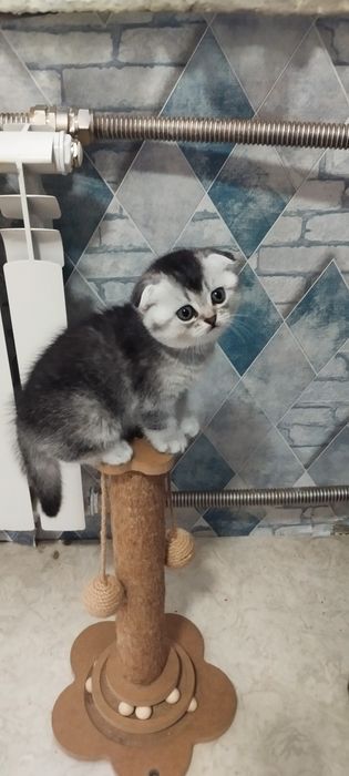 Шотландцы вислоушки