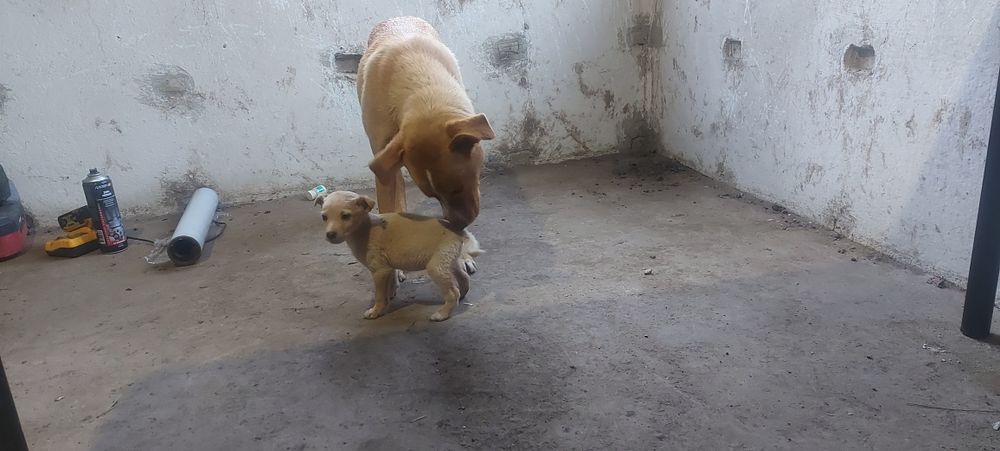 Подаряват се кученца