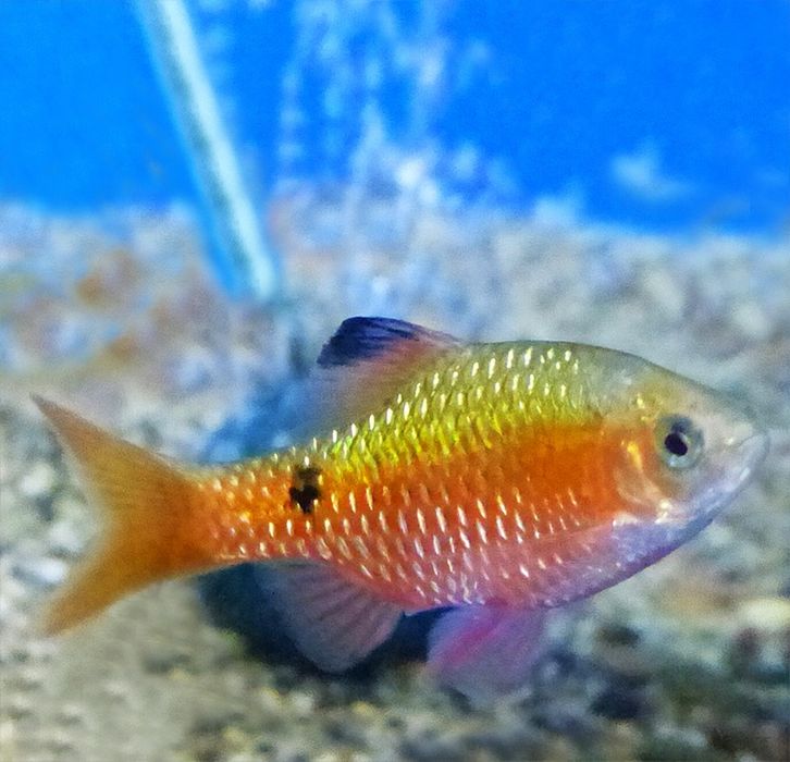 Огненный барбус обмен