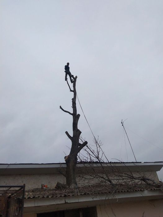 Daraxt kesish xizmati