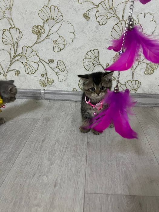 Продается котята , смесь золотая шиншилла и британский