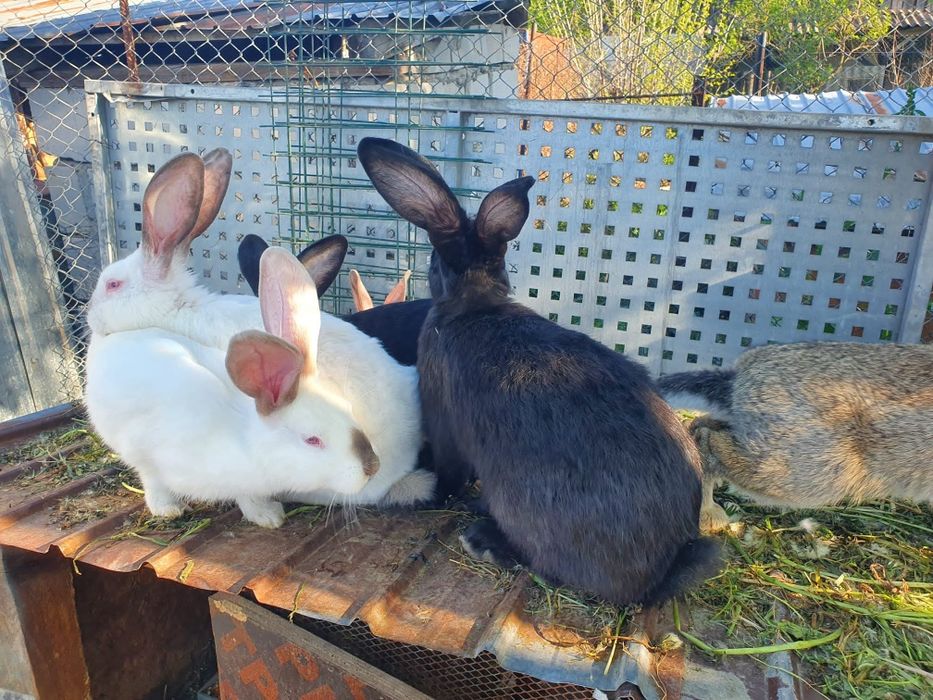 Vand iepuri de  rasă