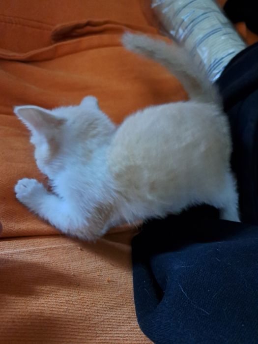 Срочно отдам котят!!! 2 мальчика 2 девочки