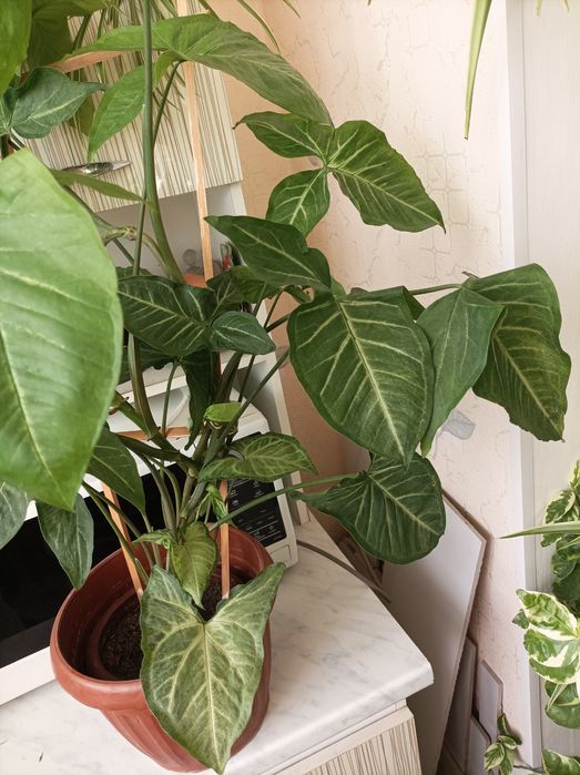 Сингониум батерфляй бабочка