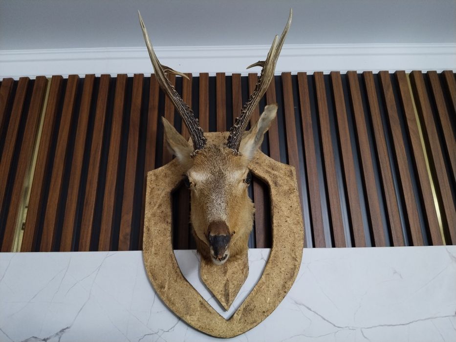 Еліктің басы. Чучела.