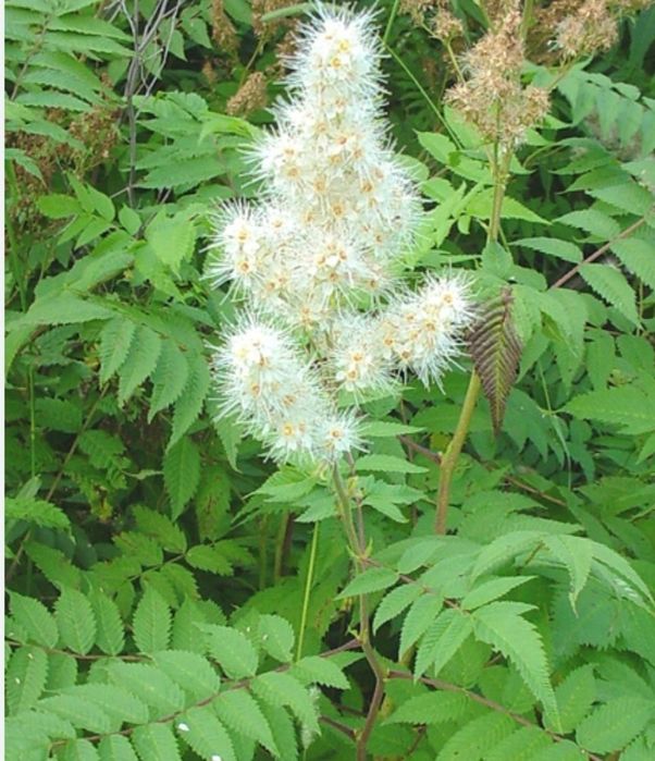 Рябинник крупноцветковый многолетний