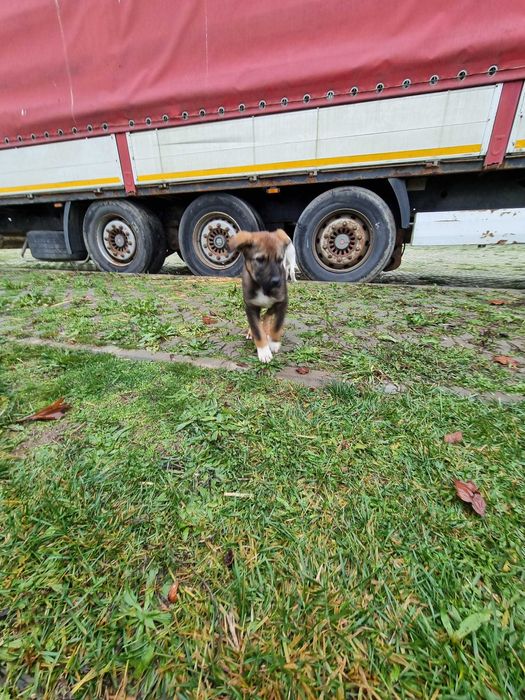 Donez catel  metis Ciobanesc Belgian Malinois