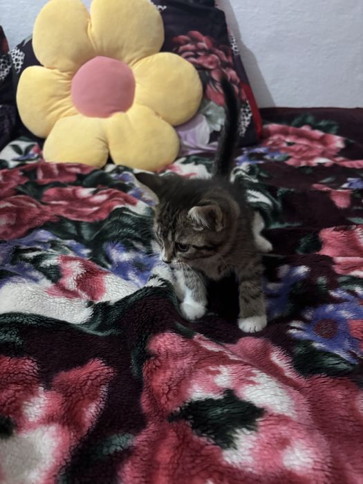 Отдам котят в добрые руки