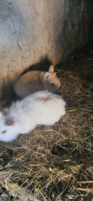 Iepuri cap de leu pitic