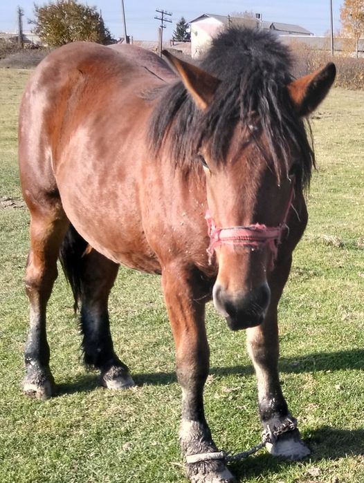 Vind mînză murqa de un an  jumate