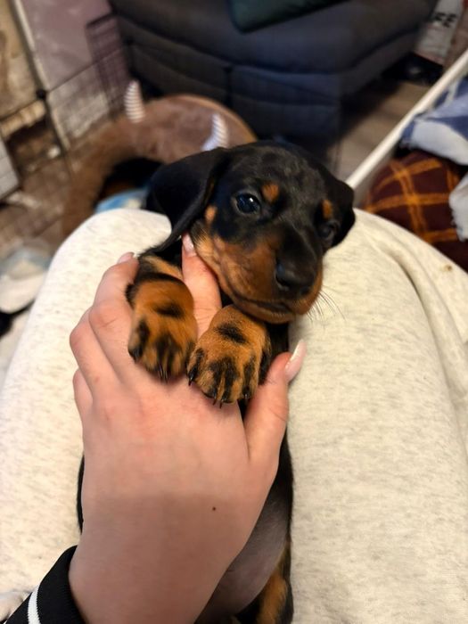 Чистопордные щенки таксы