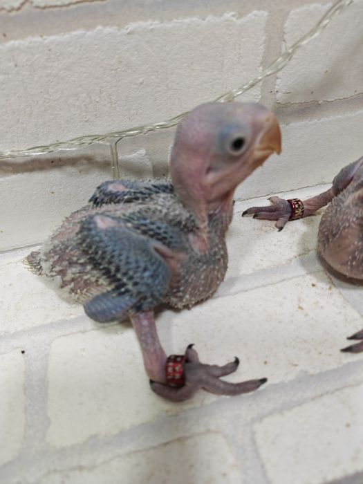 Продаются птенцы Александрийского попугая.