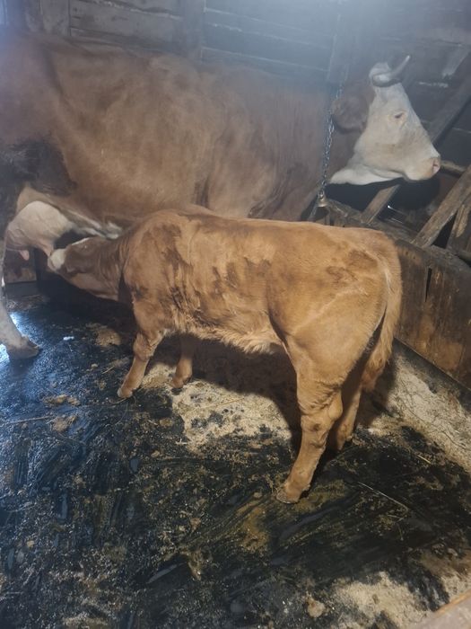 De vanzare o vaca forte buna de lapte