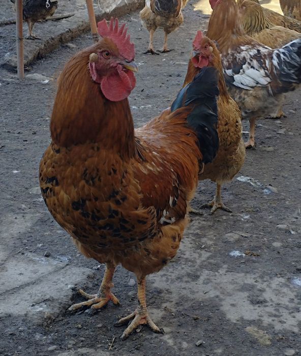 Продам  петухов.    .