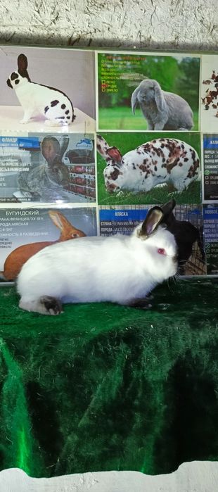 калифорнийские кролики