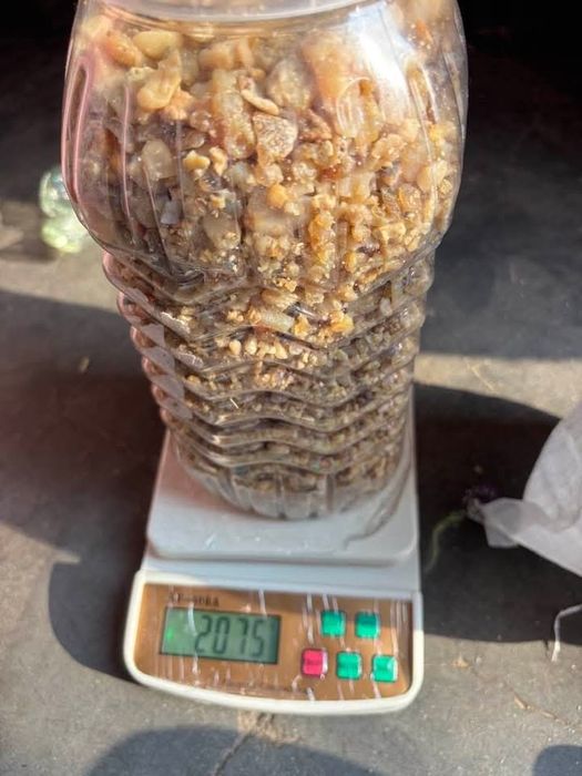 Kovrak oʼsimligi biznesi.