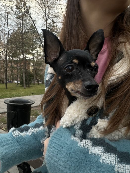 Той терьер ( мальчик)