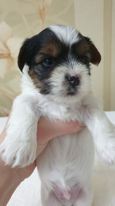 Продам щенков породы Бивер