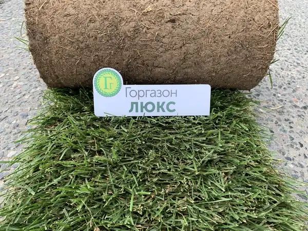 Рулонный газон оптом в большом объеме