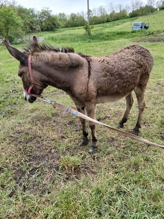 Vând măgăriță buna de atelaj