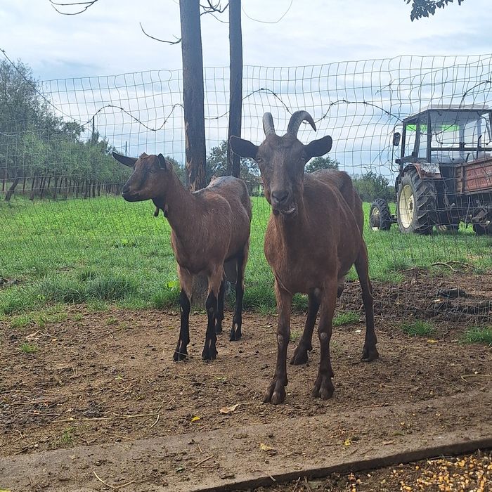Capră alpină franceză
