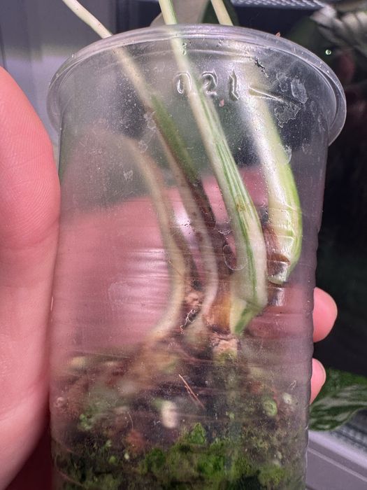 Монстера альба (черенок)