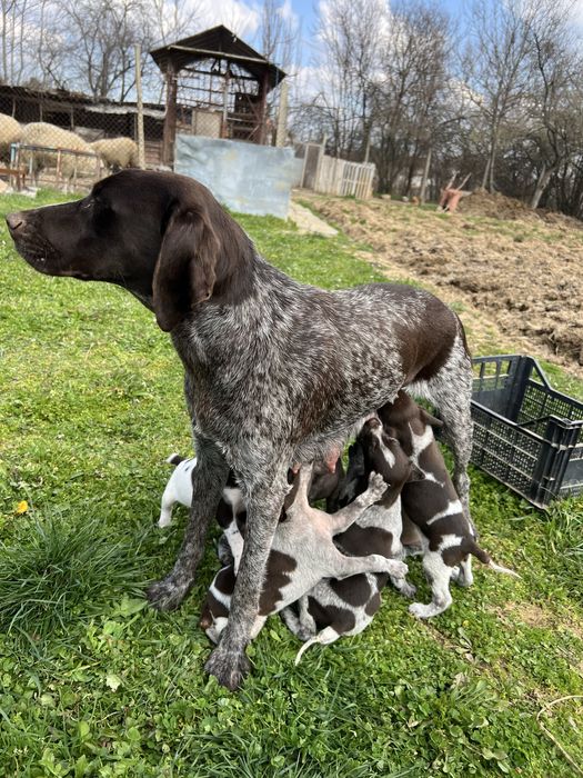 Немски късокосмест пойнтер (Курцхаар)