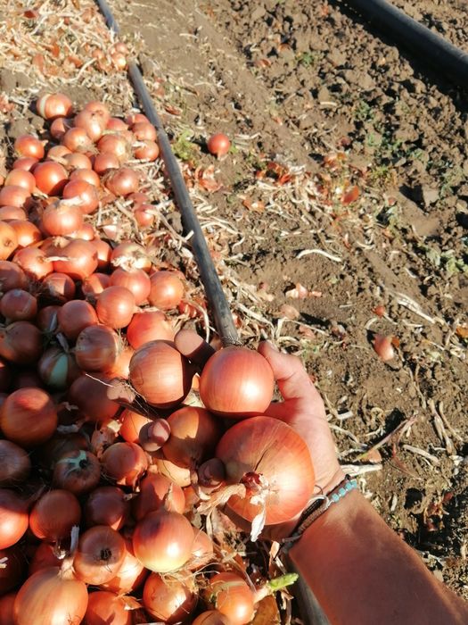 Ceapa de toamna Legend F1