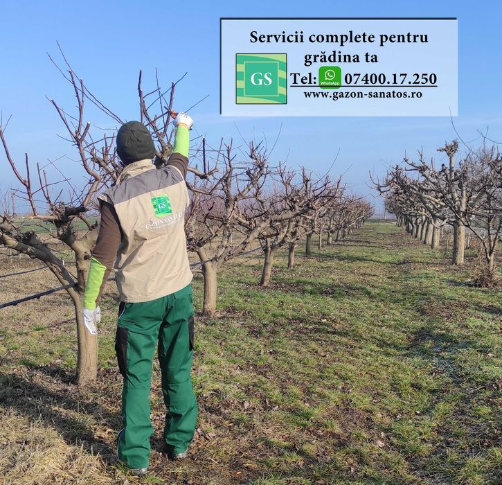 Toaletare pomi fructiferi în Arad