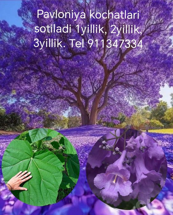 Pavloniya kochatlari sotiladi