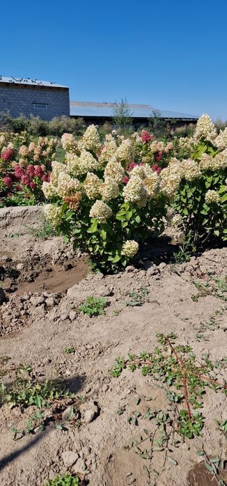 Гортензии в алмате от 2000тг