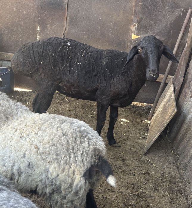 Продам гисарскую матку