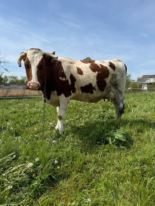 Vand vaca mare de 4 pe 5 ani cu 30 litri lapte
