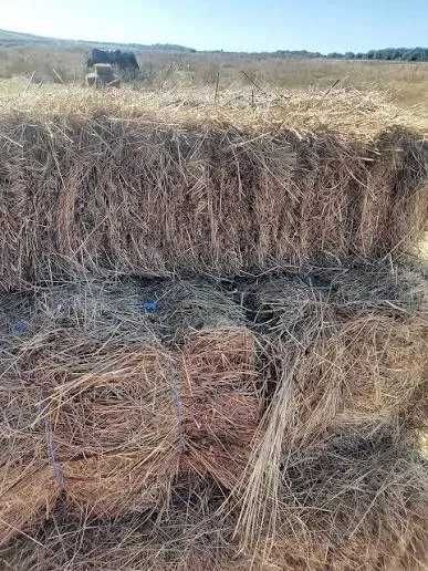 NOU! Baloti fan si lucerna