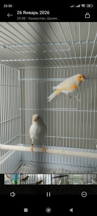 Канарейки красная мозайка