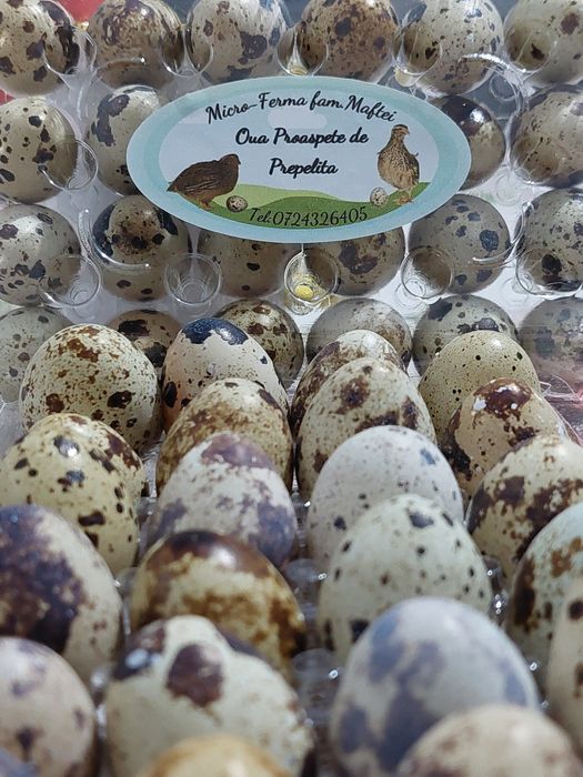 Oua de Prepelițe ptr Tratament/Consum/