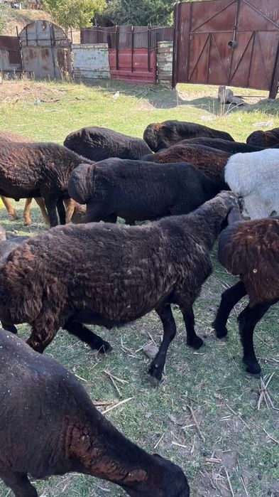 Хорошие бараны жирные