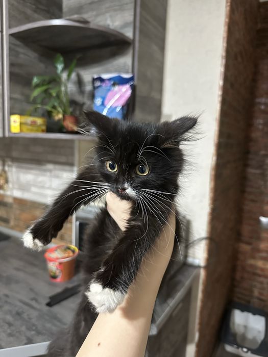 Отдам котенка город Алматы