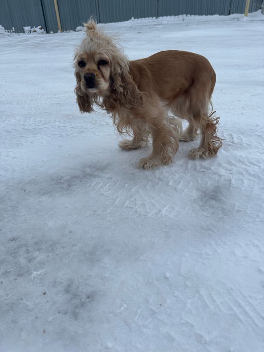 Английский спаниель