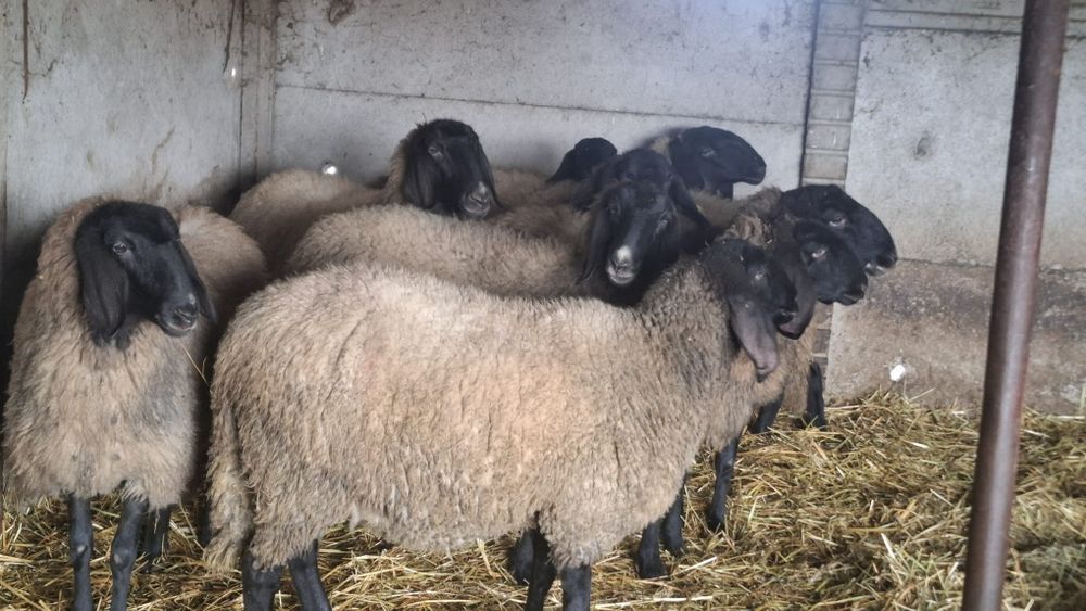 Vand oii metis bulgaresc cu sarbesc