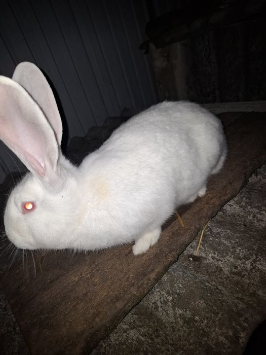 Vand femela urias german alb